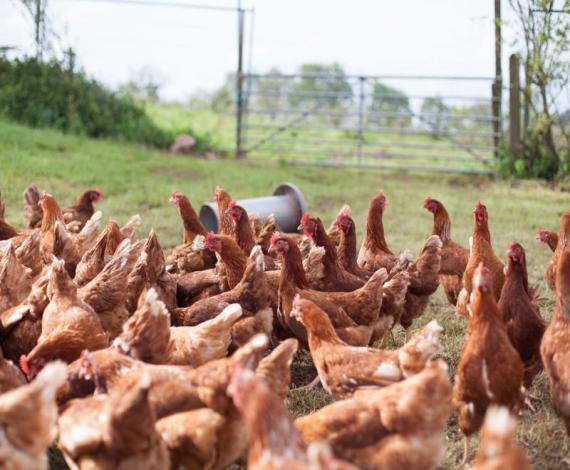 https://wickedleeks.riverford.co.uk/wp-content/uploads/2022/05/organic-free-range-chickens-in-field-4-800x600-1.jpg