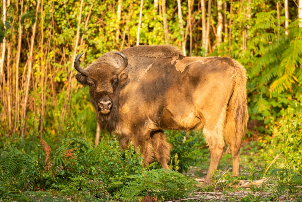 Bison in Kent