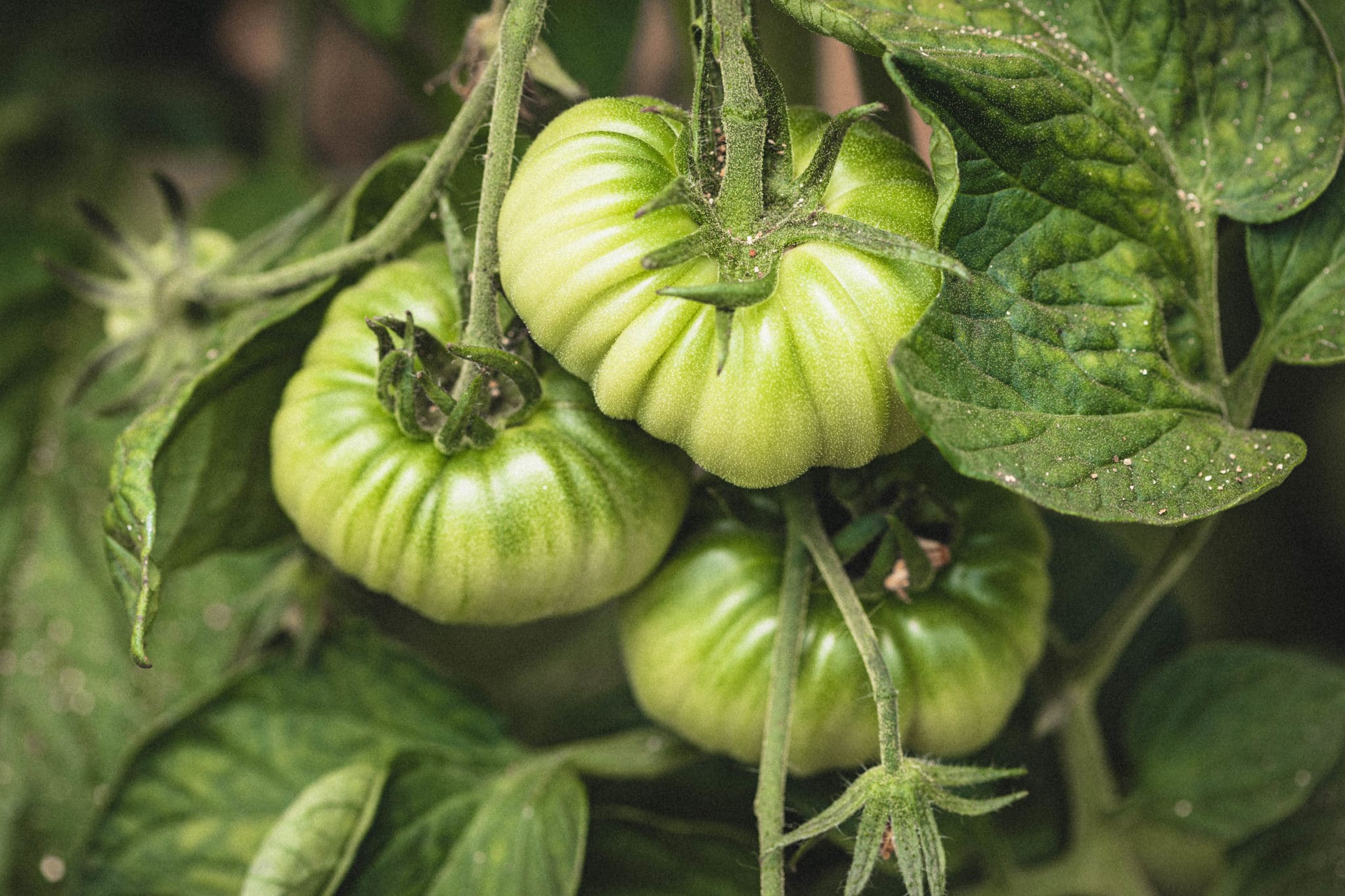 Field kitchen tomatoes