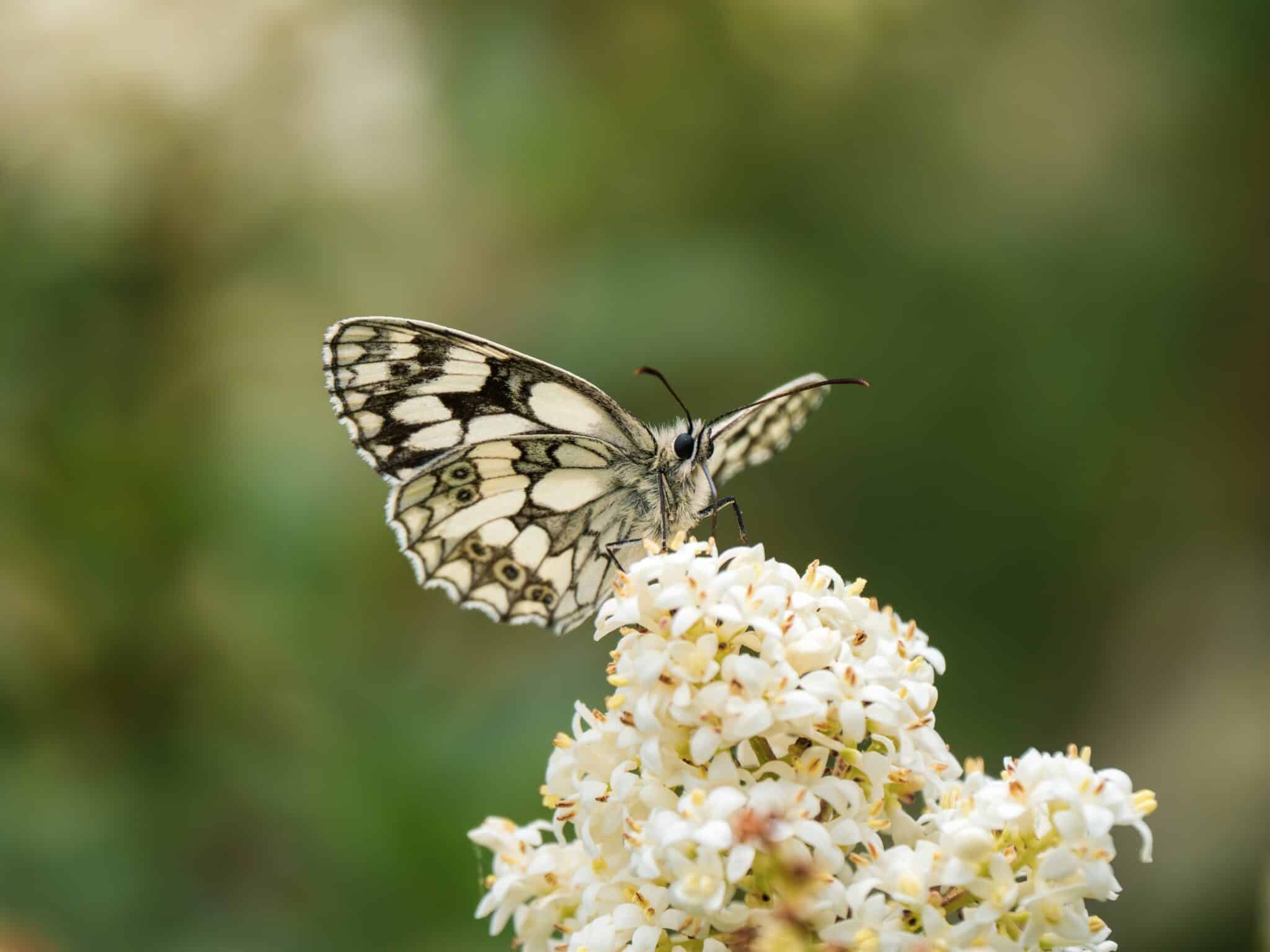 Marbled white butterfly.