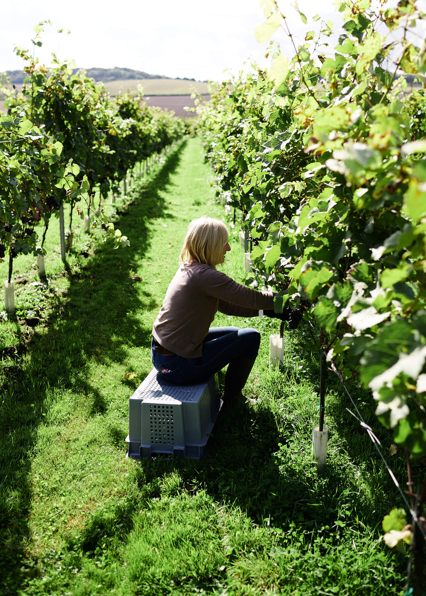 The rise of UK organic & biodynamic winemaking - Wicked Leeks