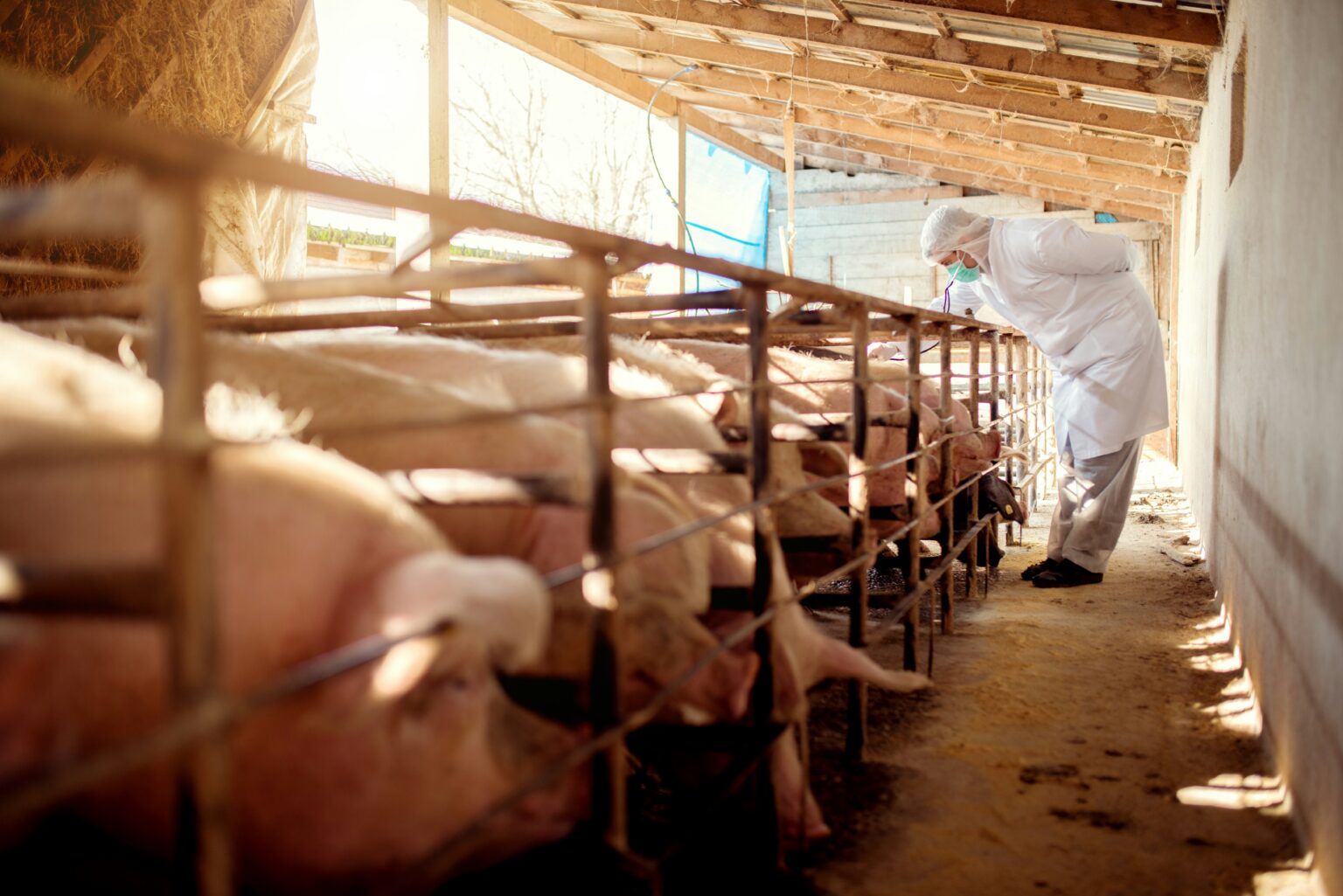 Overuse Fish Variant of MRSA linked to livestock farming poses potential risk to ...