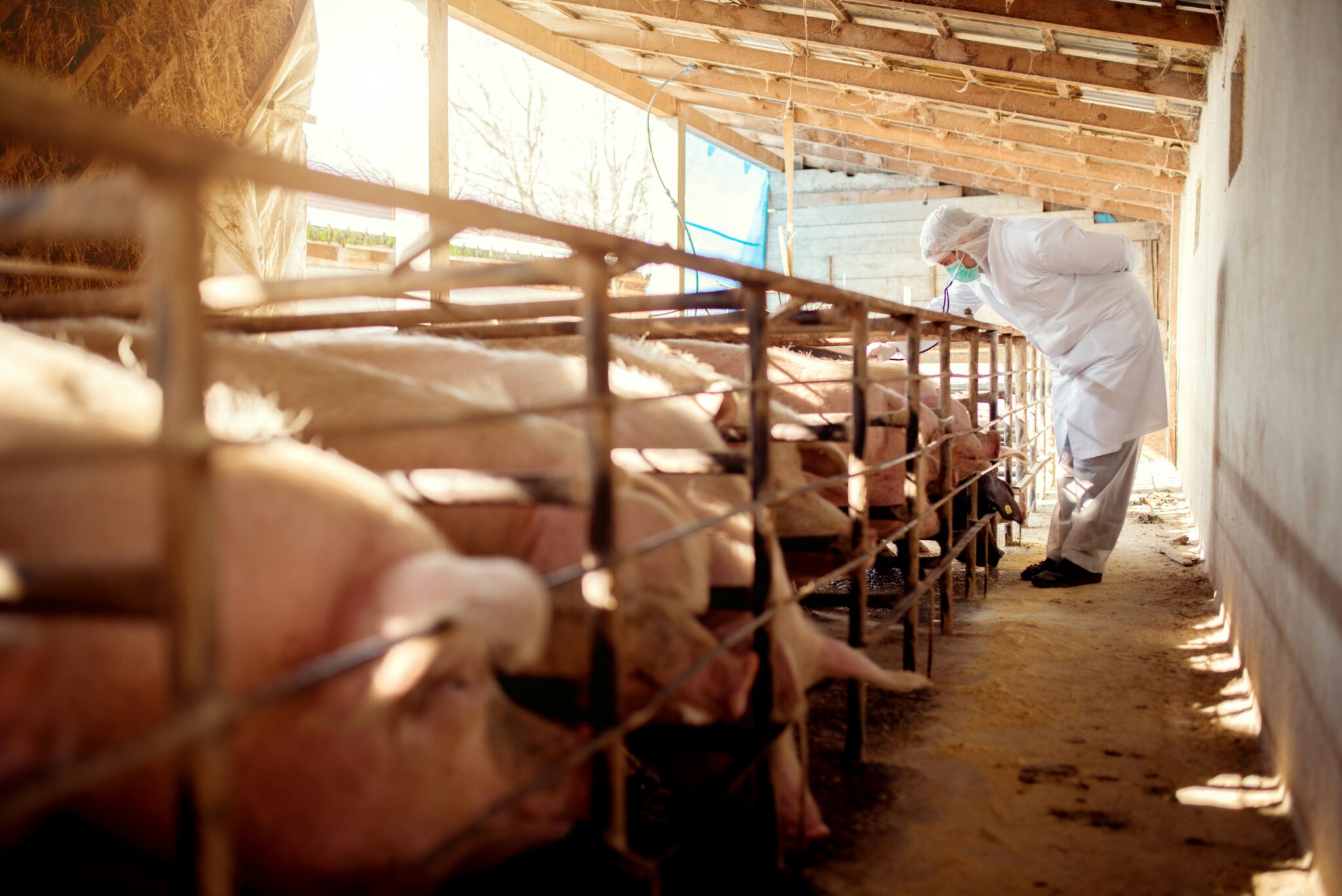 Overuse Fish Variant of MRSA linked to livestock farming poses potential risk to ...