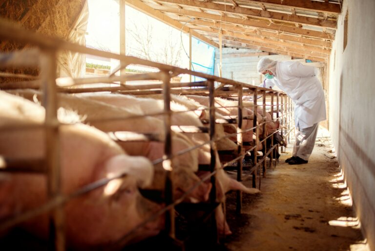 Overuse Fish Variant of MRSA linked to livestock farming poses potential risk to ...